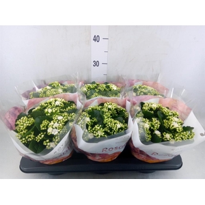 Kalanchoe blos. 'RosDon Dione'