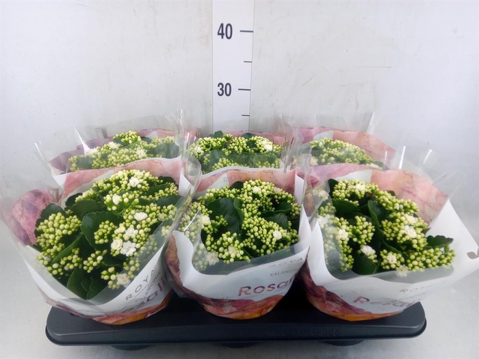 <h4>Kalanchoe blos. 'RosDon Dione'</h4>
