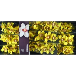 Cymbidium La Vie Stella