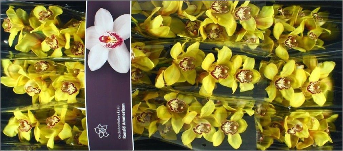 <h4>Cymbidium La Vie Stella</h4>