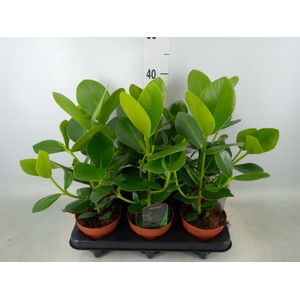 Clusia rosea 'Princess'