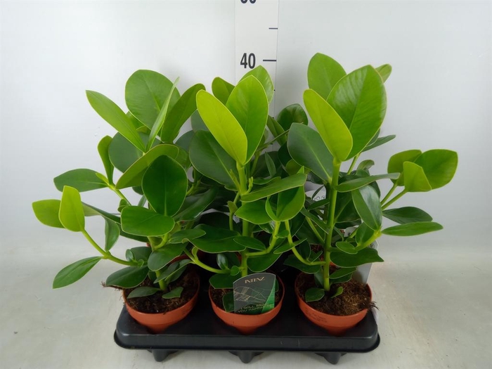 <h4>Clusia rosea 'Princess'</h4>