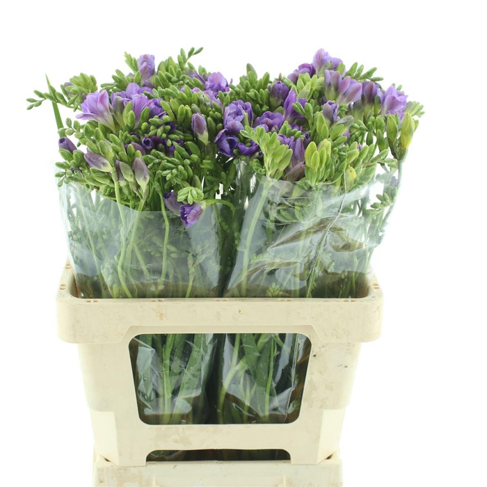 <h4>Fr En Blue Bayou</h4>