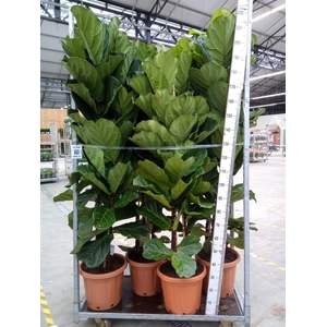 Ficus lyrata