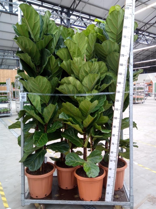 <h4>Ficus lyrata</h4>