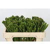 Kaaps Groen Albigreen