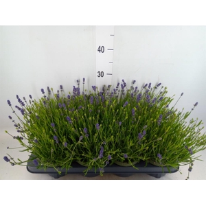 Lavandula angus. 'Essence Pure'