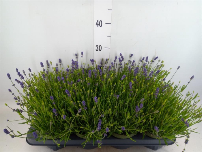 <h4>Lavandula angus. 'Essence Pure'</h4>