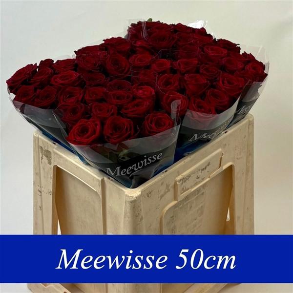 <h4>R Gr Red Naomi! 50cm</h4>