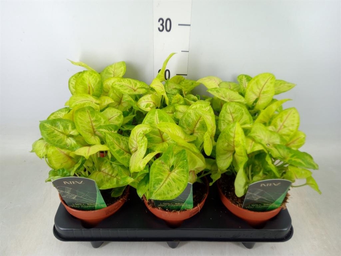 <h4>Syngonium  'Arrow'</h4>