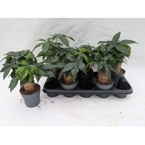 PACHIRA AQUATICA