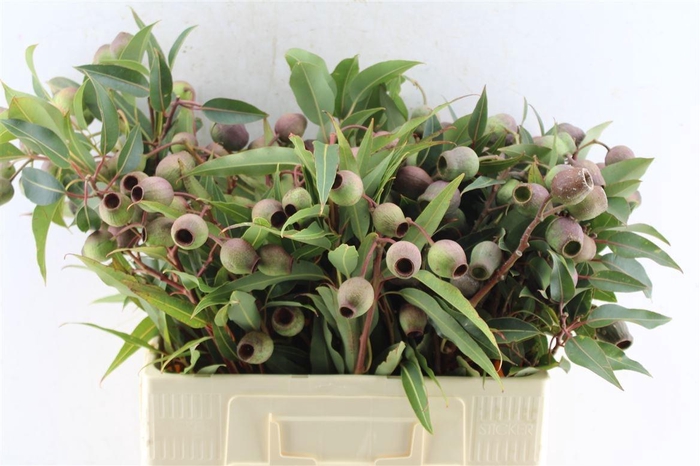 <h4>EUCA OV MET BES</h4>