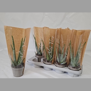ALOE VERA