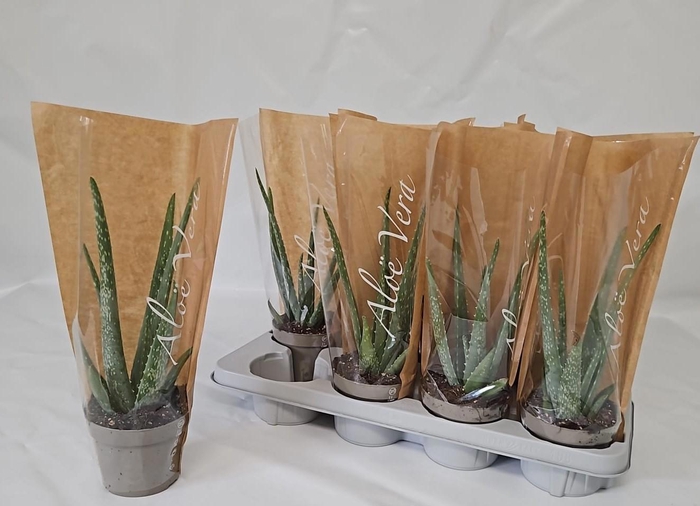 <h4>ALOE VERA</h4>