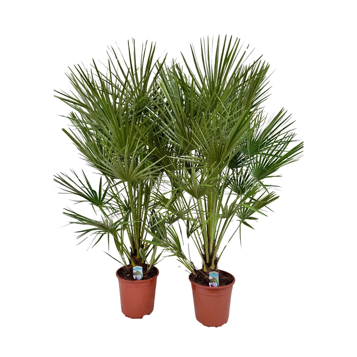 <h4>Chamaerops humilis P26</h4>