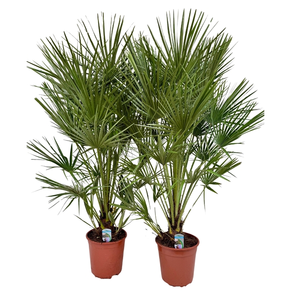 Chamaerops humilis P26