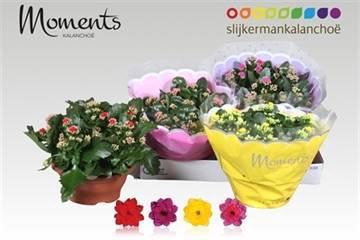 <h4>KAL GE GEM 4 KL</h4>