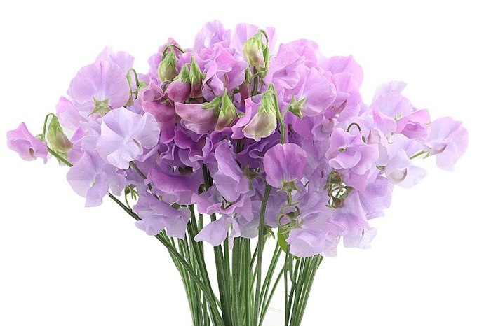 Lathyrus Sunshine Lavender