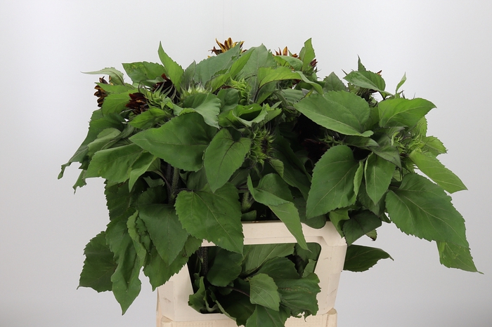 <h4>Helianthus Overig Red</h4>