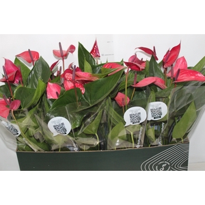 ANTHURIUM ANOUK P15