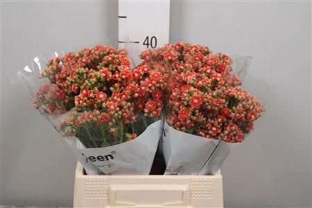 <h4>Kal Flamin Or Meadow</h4>