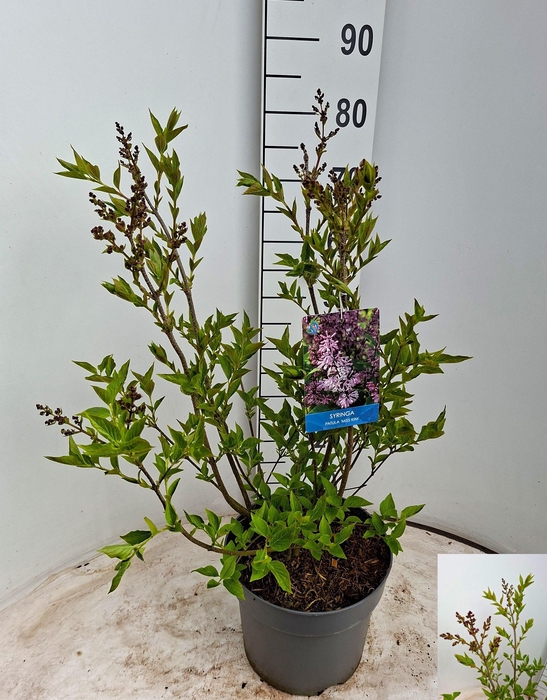 <h4>SYRI PAT MISS KIM</h4>