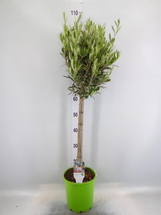 <h4>Olea europaea</h4>