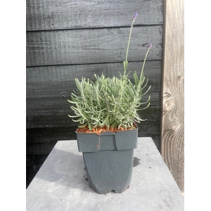 Lavandula ang. Hidcote P17