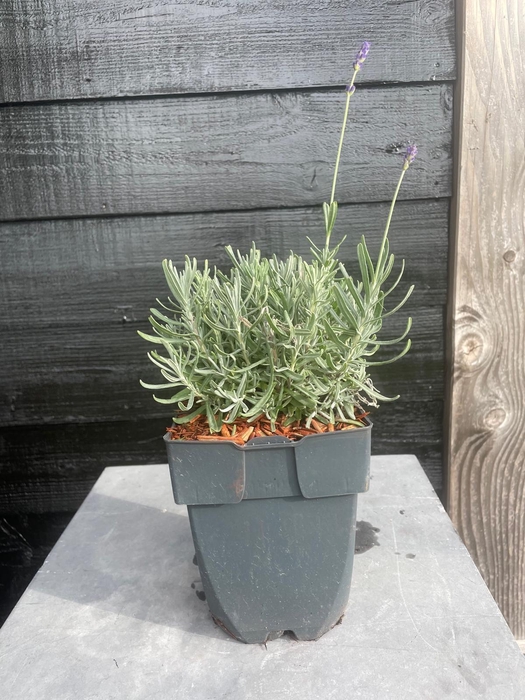 <h4>Lavandula ang. Hidcote P17</h4>