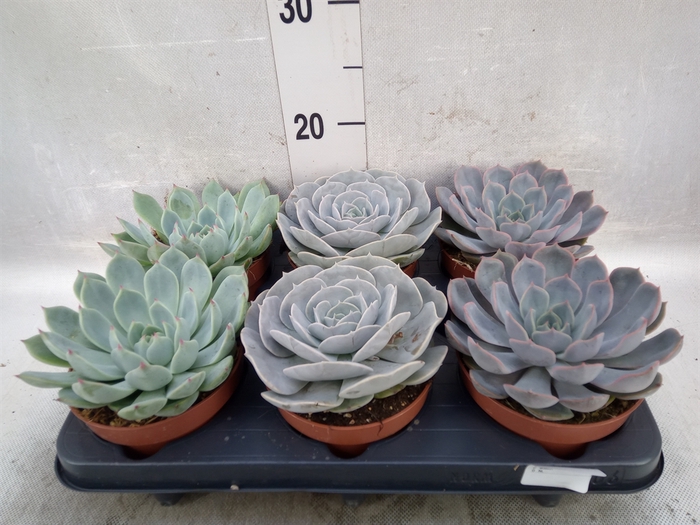 <h4>Echeveria   ...mix</h4>