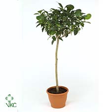 Ficus rubiginosa Australis stam 300