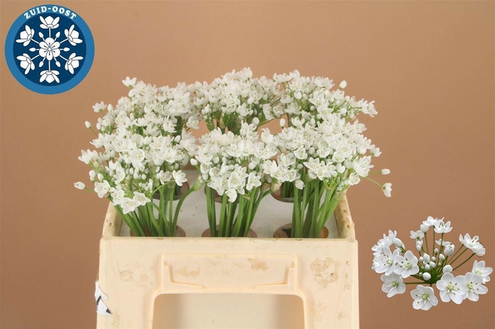 <h4>ALLIUM FLOCON 35 CM</h4>