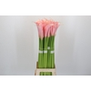Zantedeschia Eydolls Salmon