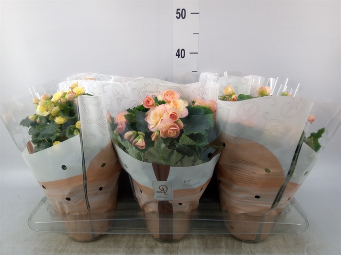 <h4>Begonia elat. DU 'Hailey Sunset'</h4>