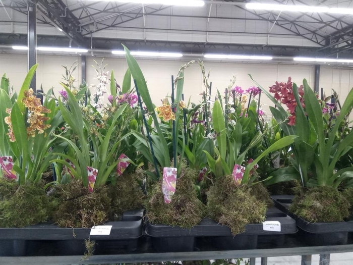 <h4>Orchideeen   ...</h4>