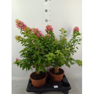 Bougainvillea   ...