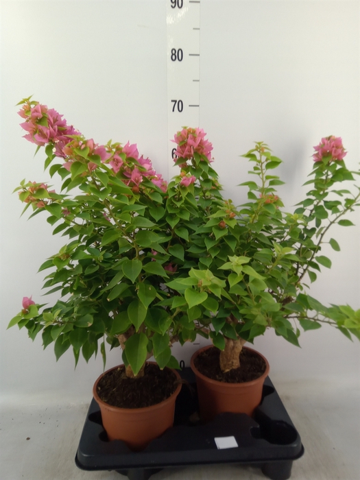 <h4>Bougainvillea   ...</h4>