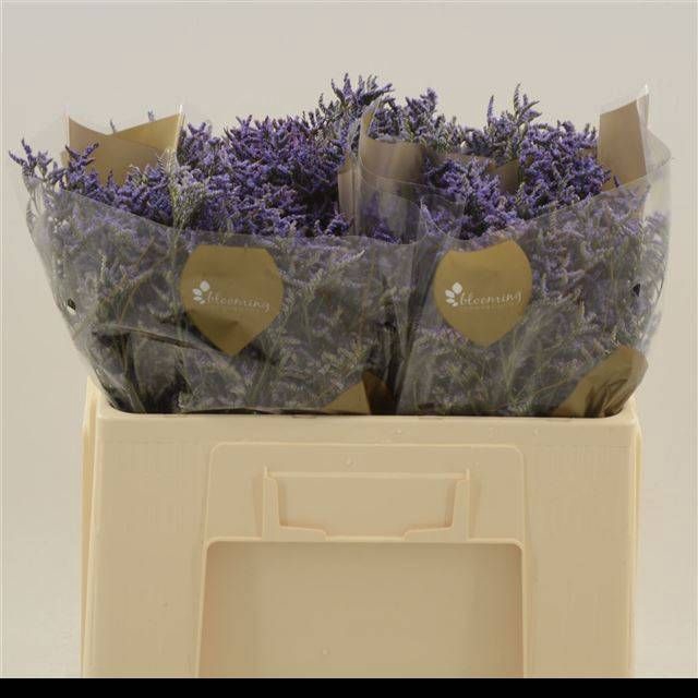 <h4>LIM SAF DARK BLUE</h4>