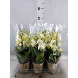 Phalaenopsis multi. 'Ant Lausanne'