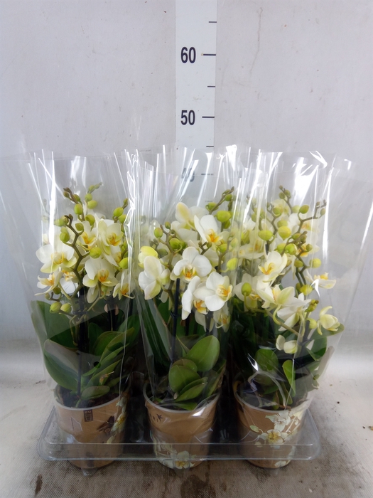 <h4>Phalaenopsis multi. 'Ant Lausanne'</h4>