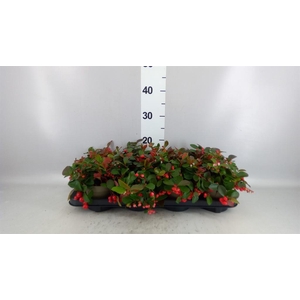 Gaultheria proc. 'Big Berry'