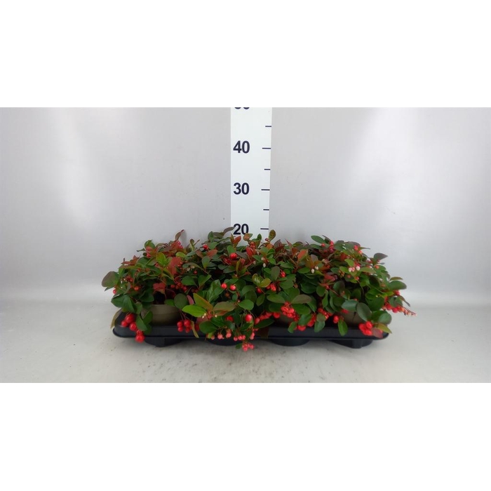 <h4>Gaultheria proc. 'Big Berry'</h4>