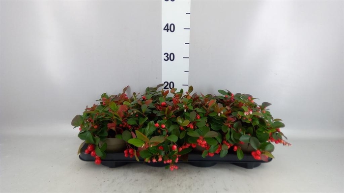 Gaultheria proc. 'Big Berry'