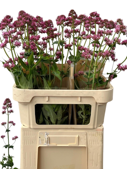 <h4>CENTR RUBER OV</h4>