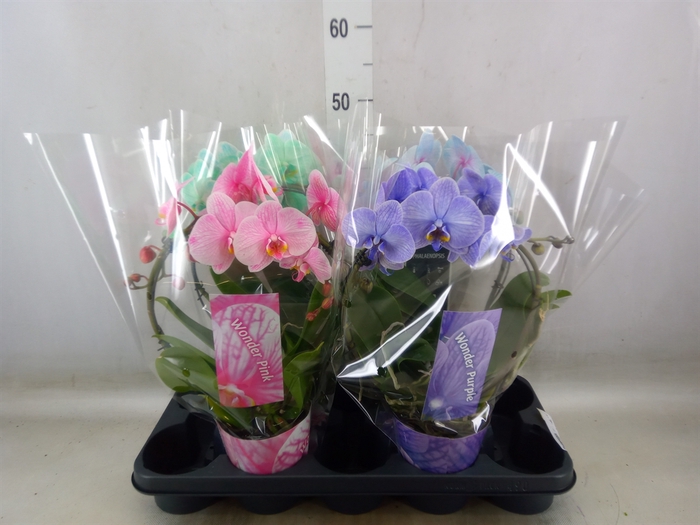 <h4>Phalaenopsis   ...</h4>