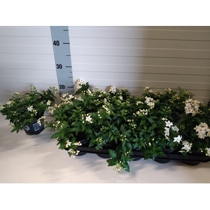 SOLANUM JASMINOIDES