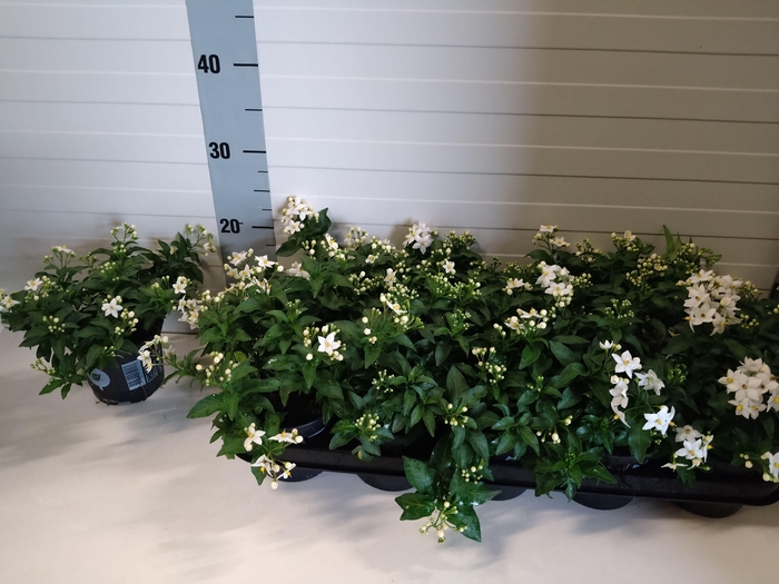 <h4>SOLANUM JASMINOIDES</h4>