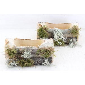arr3 GB - Boomstam 20cm 335/5