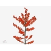 Ilex Oudijks Orange Emiel de Jong