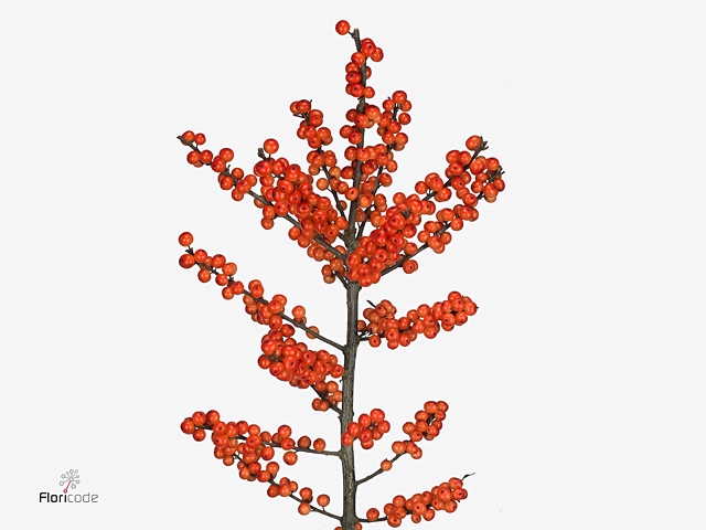 Ilex Oudijks Orange Emiel de Jong